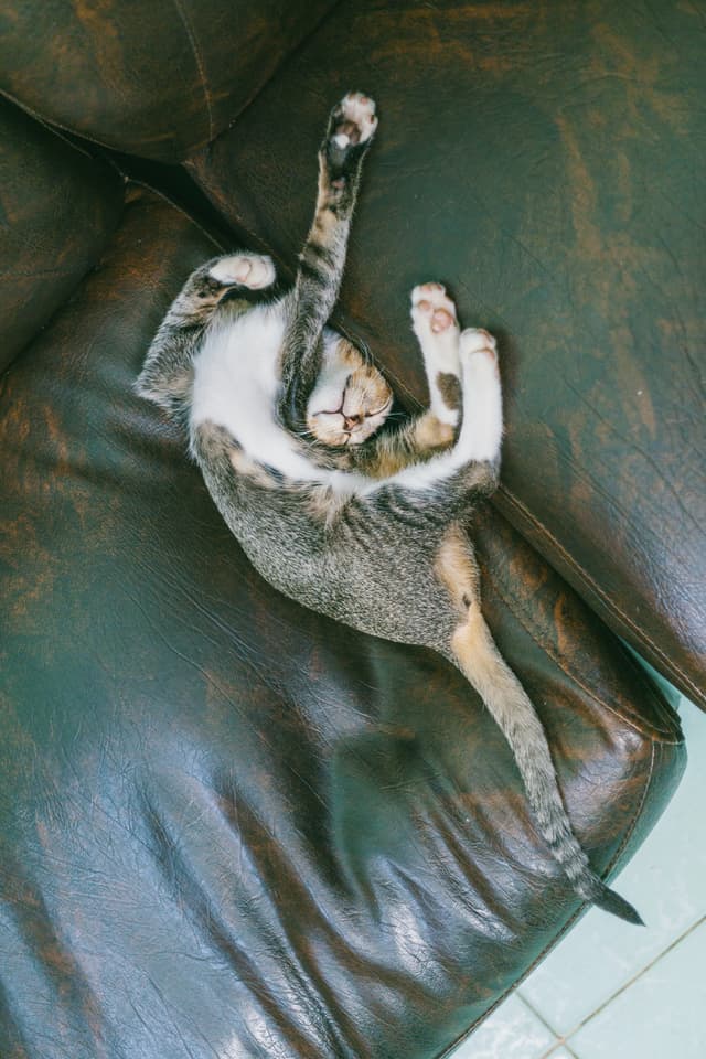 Cat having some R&R